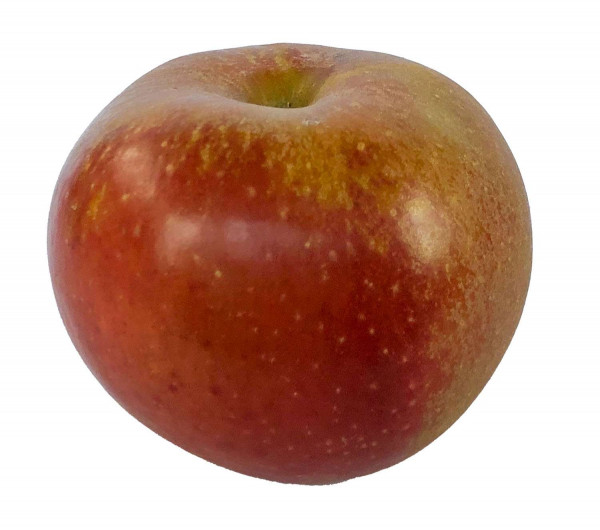 Boskoop - Der Urchige