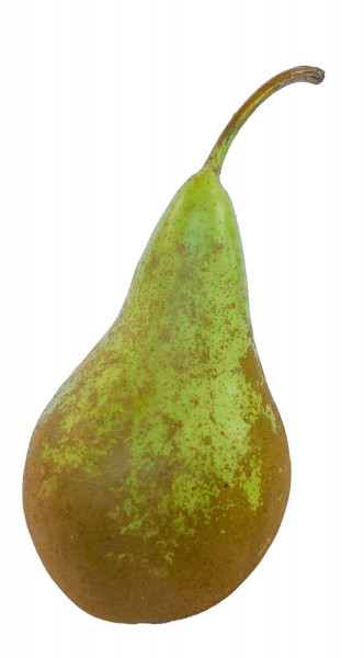 Conference - Die Zarte